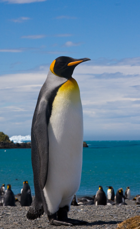 King Penguin